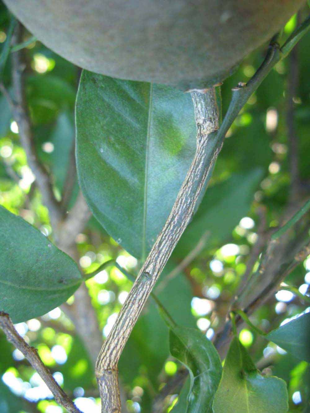              Second - third year twig (Winter Haven,   FL)       